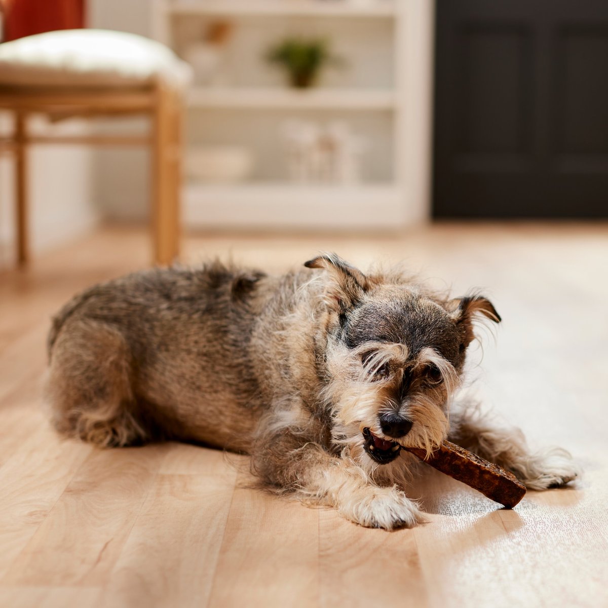 Bones and Chews Made in USA Elk Antler Split with Liver Flavor Dog Chew， 6\