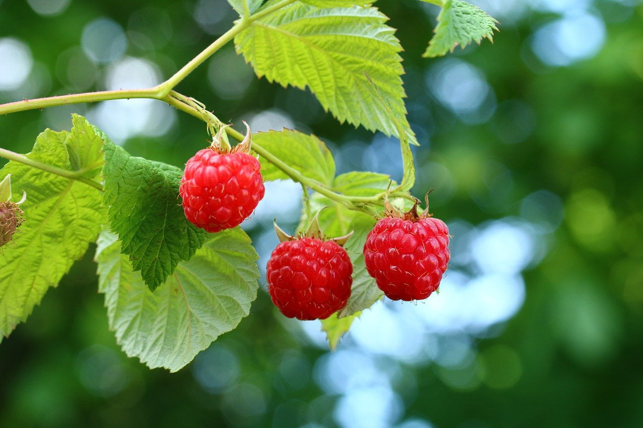 1 Joan J Raspberry Plant - Organic Grown