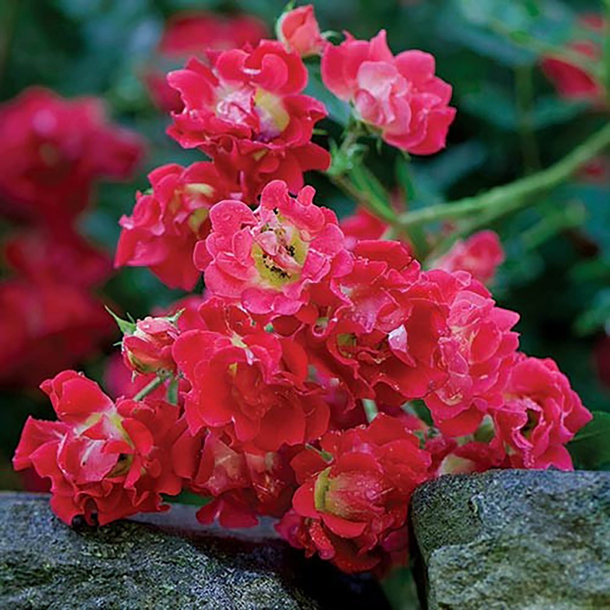 Drift Red Rose Live Shrub (2 Gallon)