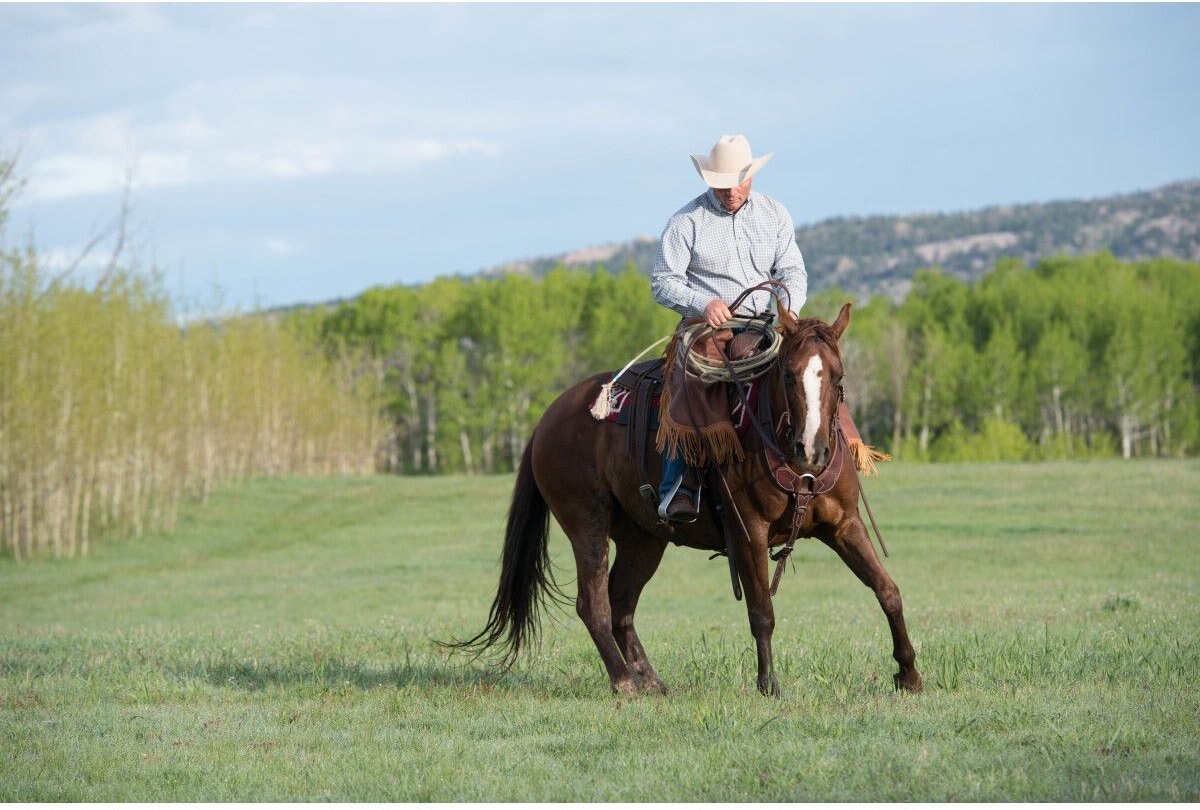 Weaver Leather Working Tack Pulling Horse Breast Collar