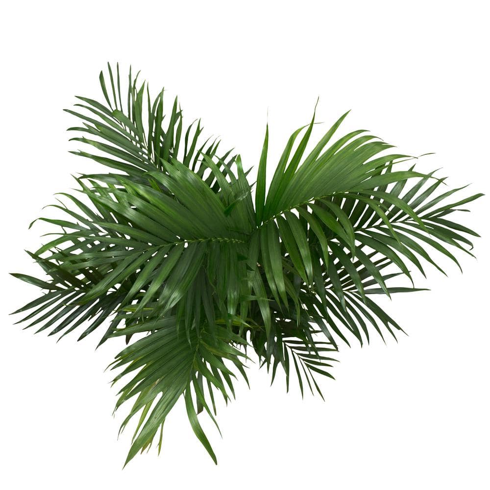 Costa Farms Cateracterum Indoor Palm (Cat Palm) in 9.25 in. Grower Pot Avg. Shipping Height 3-4 ft. Tall 10CAT