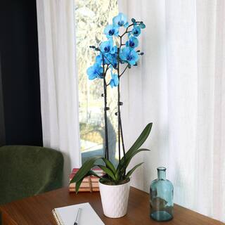 Just Add Ice Premium Orchid (Phalaenopsis) Watercolor Blue Plant in 5 in. White Ceramic Pottery J5015