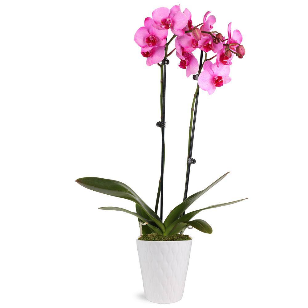 Just Add Ice Premium Orchid (Phalaenopsis) Pink Watercolor Plant in 5 in. White Ceramic Pottery J5065