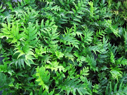 Holly Fern-Serrated, Sharp-