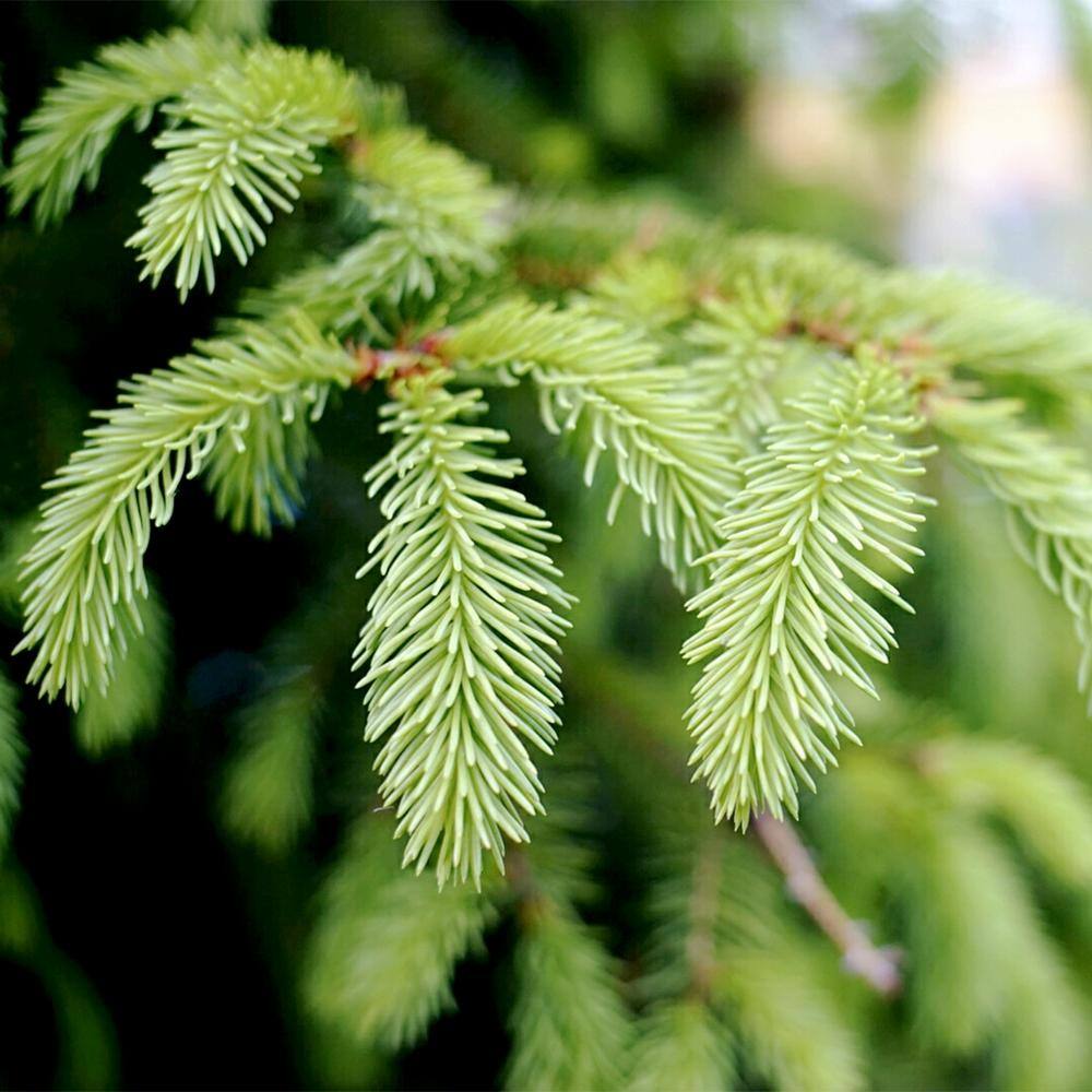 Spring Hill Nurseries 2.25 Gal. Pot Black Hills Spruce Potted Evergreen Tree (1-Pack) 94409