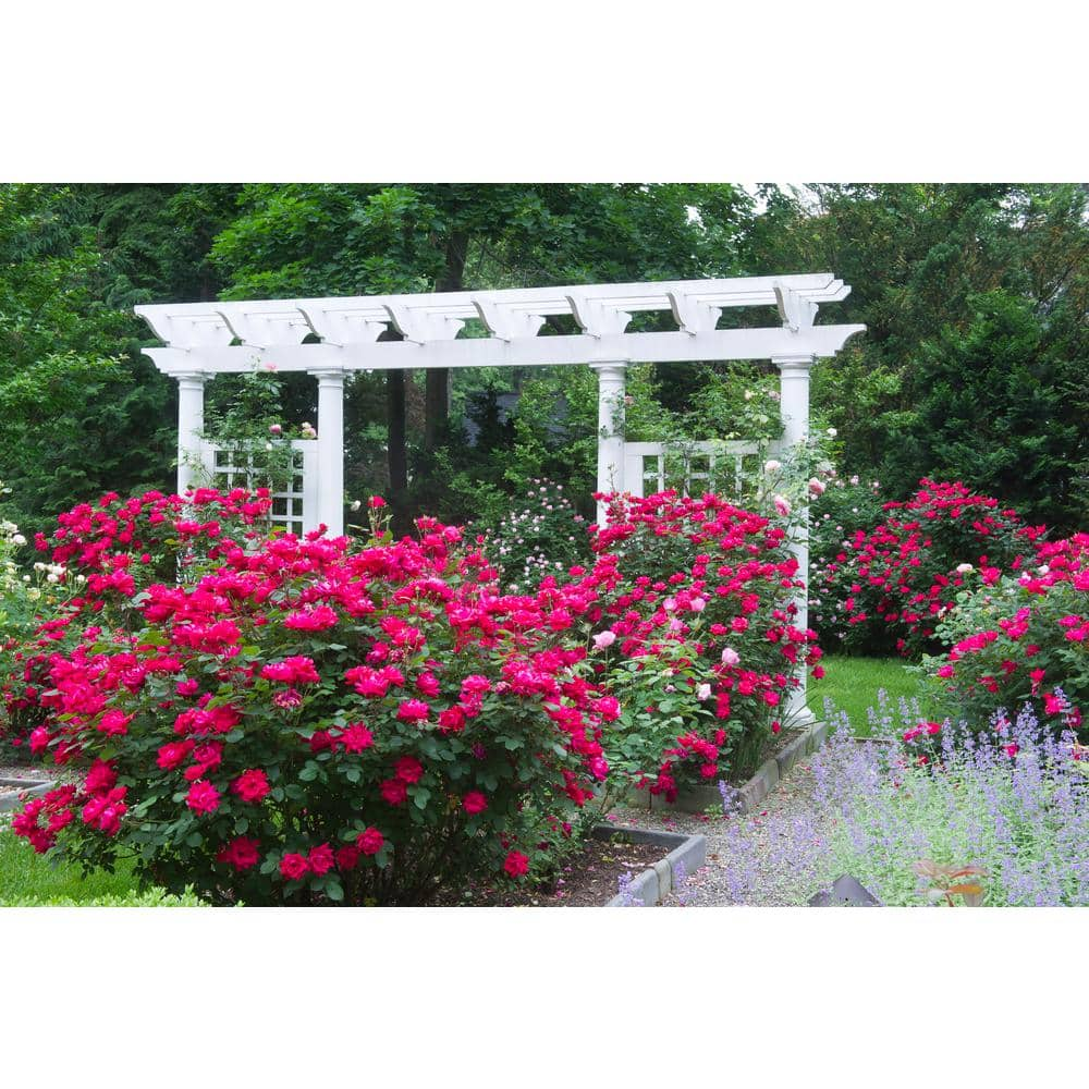 KNOCK OUT 2 Gal. Red Double Knock Out Rose Bush with Red Flowers 19746