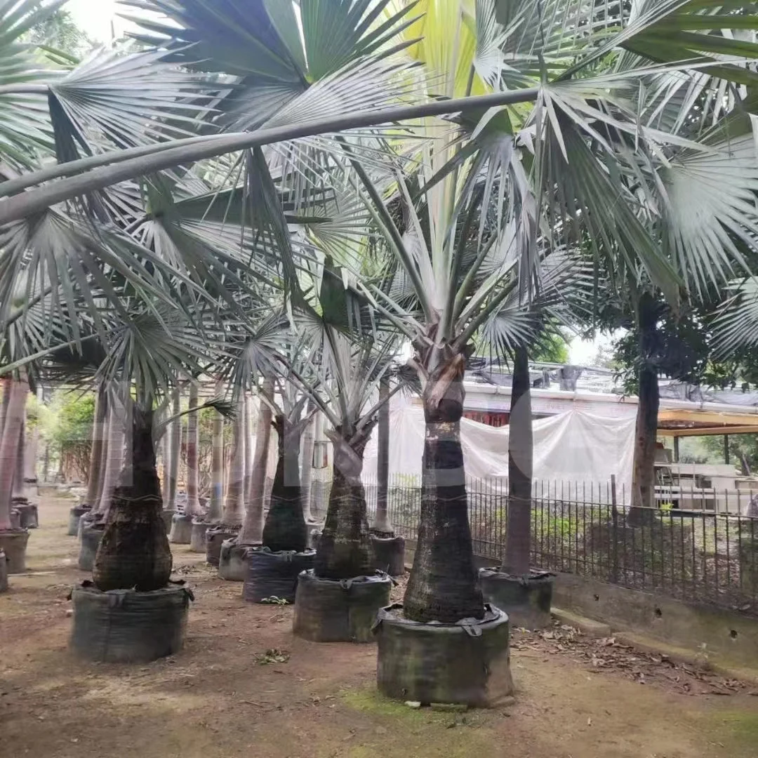 HOKBG Factory price High Quality 75 gallon Palm tree grow bags  for outdoor street decoration