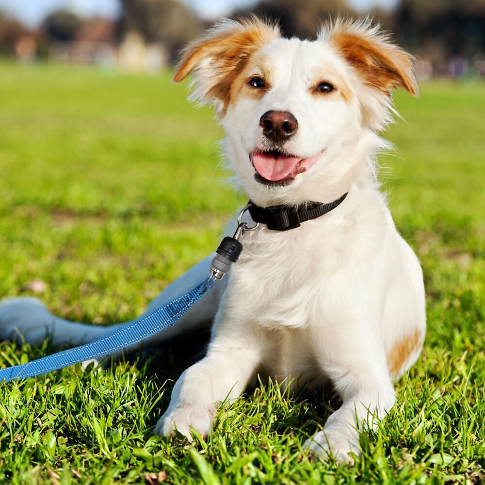 ThunderSnap Nylon Dog Leash