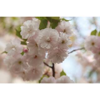 Online Orchards Yoshino Cherry Blossom Tree Bare Root FLCH002