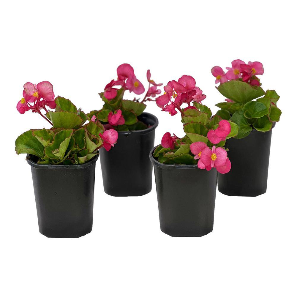 Pure Beauty Farms 1.38 Pt. Begonia Plant Green Leaf Pink Flower in 4.5 in. Grower's Pot (4-Plants) DC45BEGGLP4