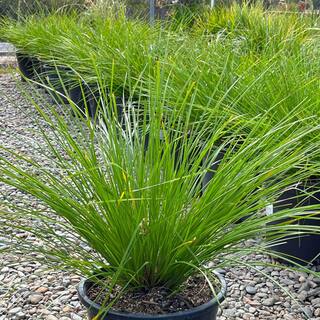 Alder  Oak #5 Container Dwarf Mat Rush Shrub (2-Pack) LOBE05