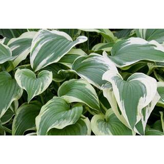 BELL NURSERY 2 Gal. Hosta Variegated Live Perennials Plant (1-Pack) HOSTA2VAR1PK