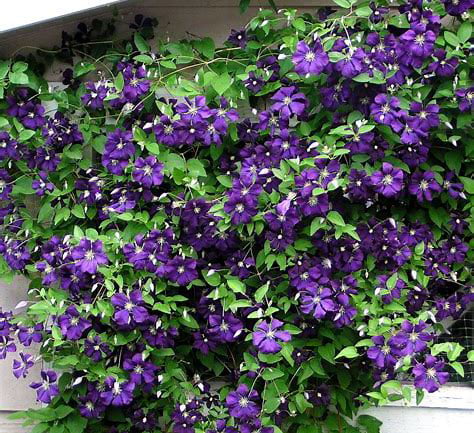 Jackmani Clematis Vine - Velvety-Purple - 2.5