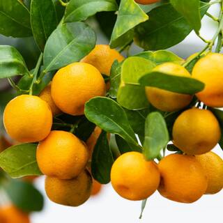 Gurney's 4 in. Pot Calamondin Orange Citrus Live Potted Tropical Plant White Flowers to Orange Fruit Tree (1-Pack) 76010