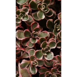 Zeus  Ruta Live Sedum Spurium Tricolor in Separate in Pots Pet-Safe (5-Pack) BG-38