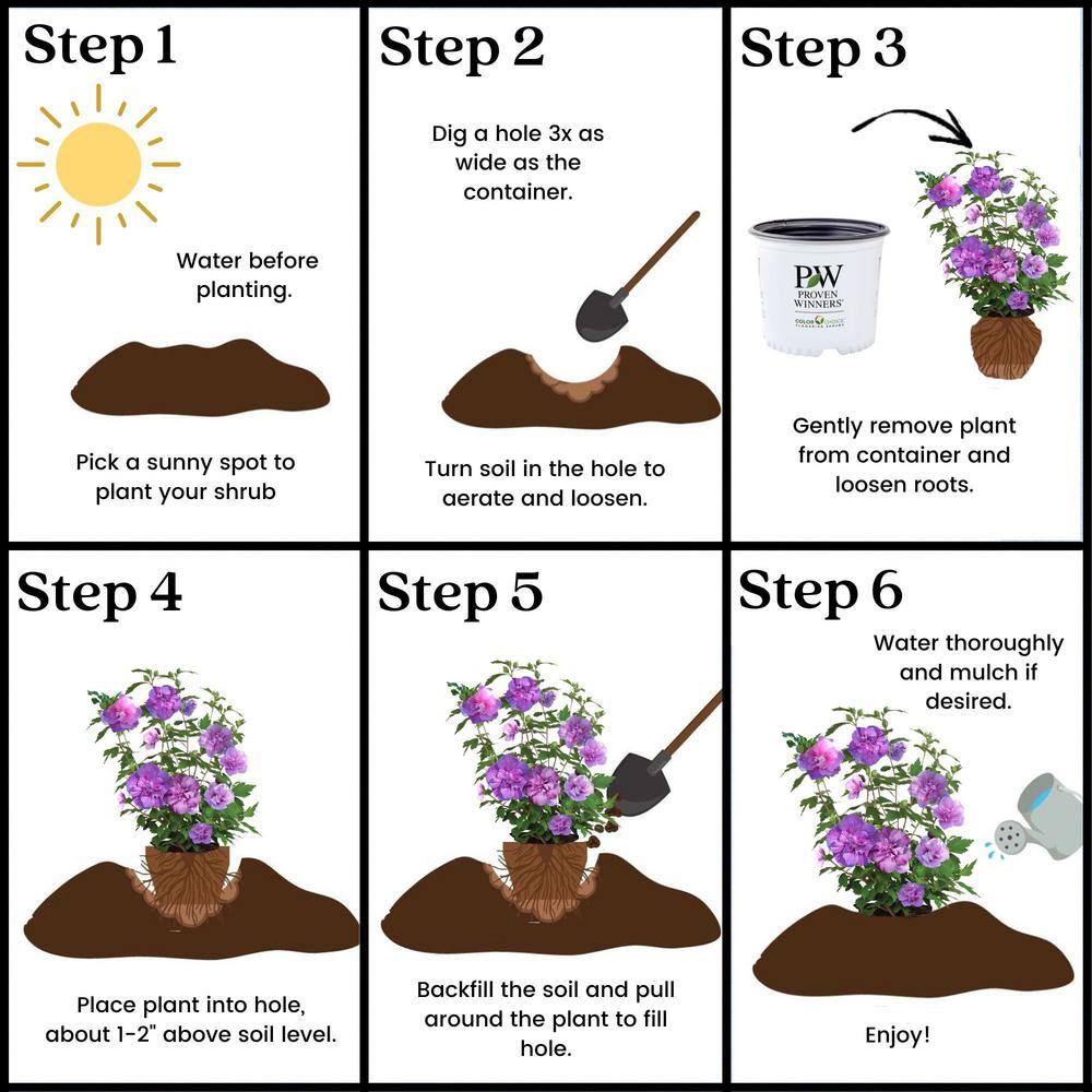 PROVEN WINNERS 2 Gal. Dark Lavender Chiffon Rose of Sharon (Hibiscus) Plant with Lavender Flowers 14481