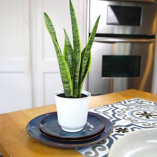 ALTMAN PLANTS Decorative Snake Plant Gift (Sansevieria Laurentii) in 4.25 in. White Pot 0873203