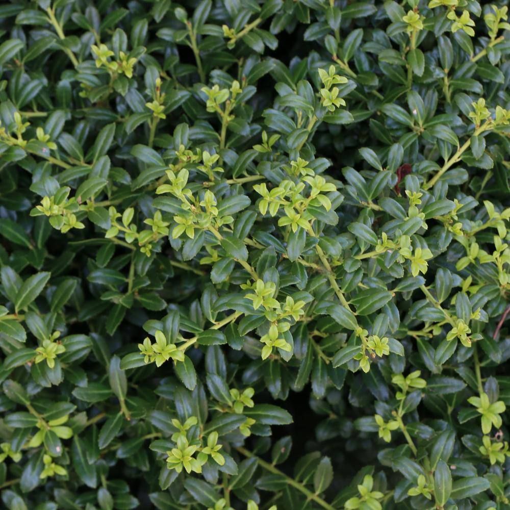 national PLANT NETWORK 2.25 Gal. Holly Soft Touch Shrub HD7150