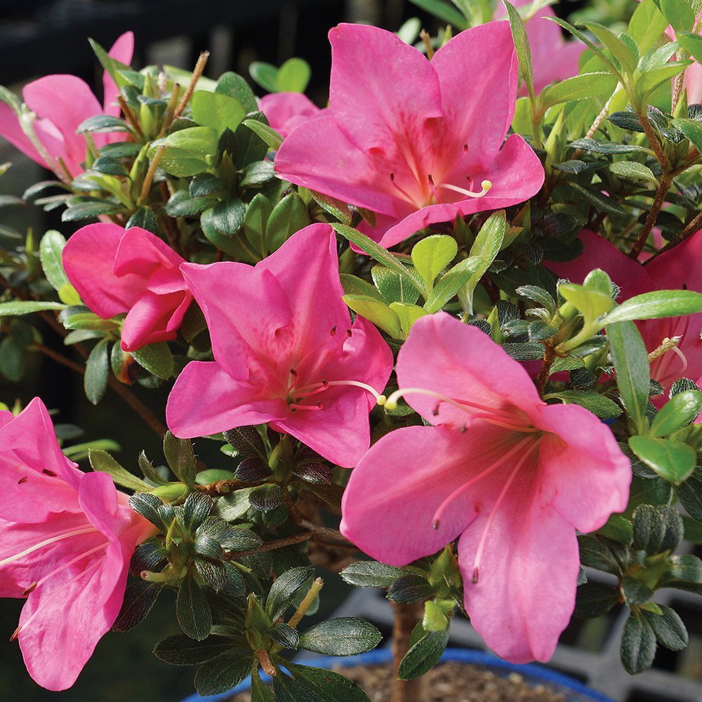 Brussel's Satsuki Azalea Bonsai - Small - (Outdoor)