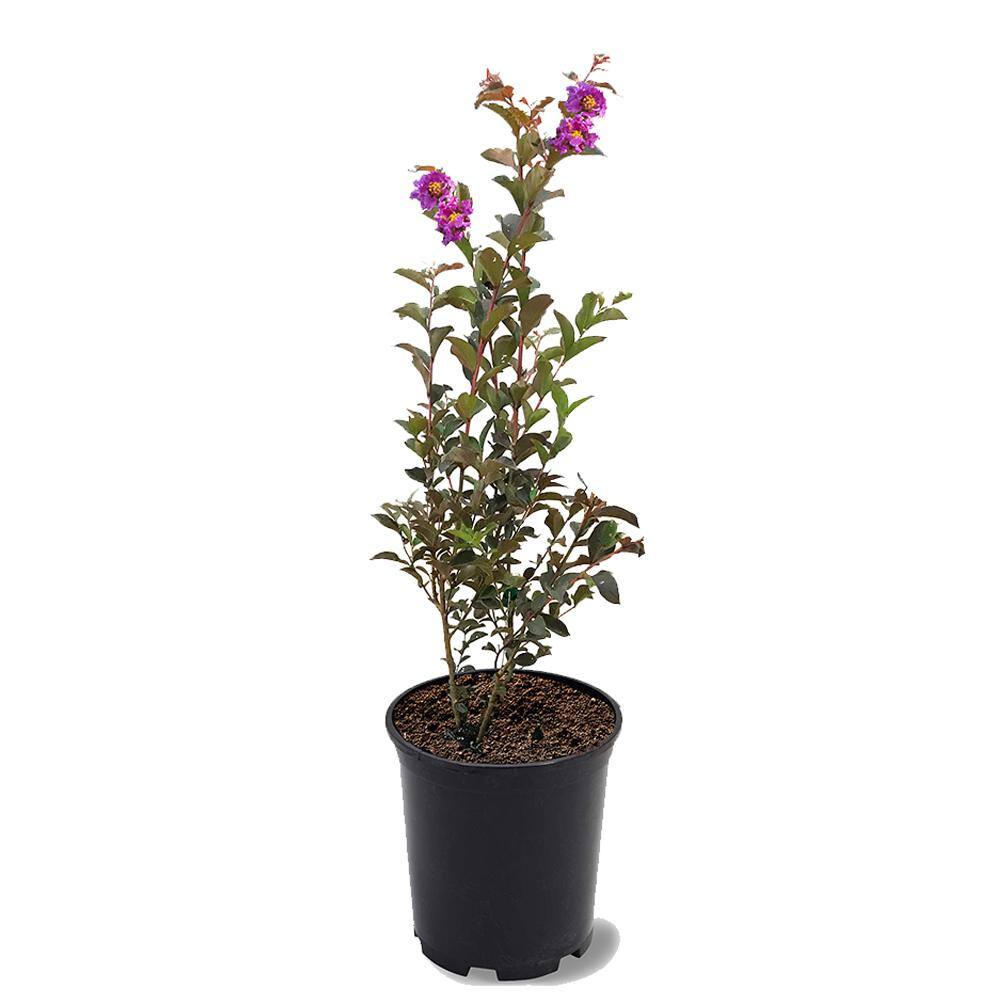 BLACK DIAMOND 1 Gal. Lavender Lace Crape Myrtle Tree CRMBLL01G