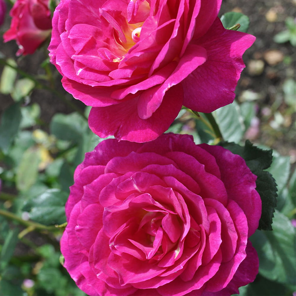 Outta The Blue Shrub Rose - Live Rose Bush Ready To Plant