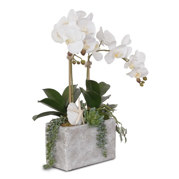 Real Touch Cream White Orchids with Seashell in Stone Wash Pot