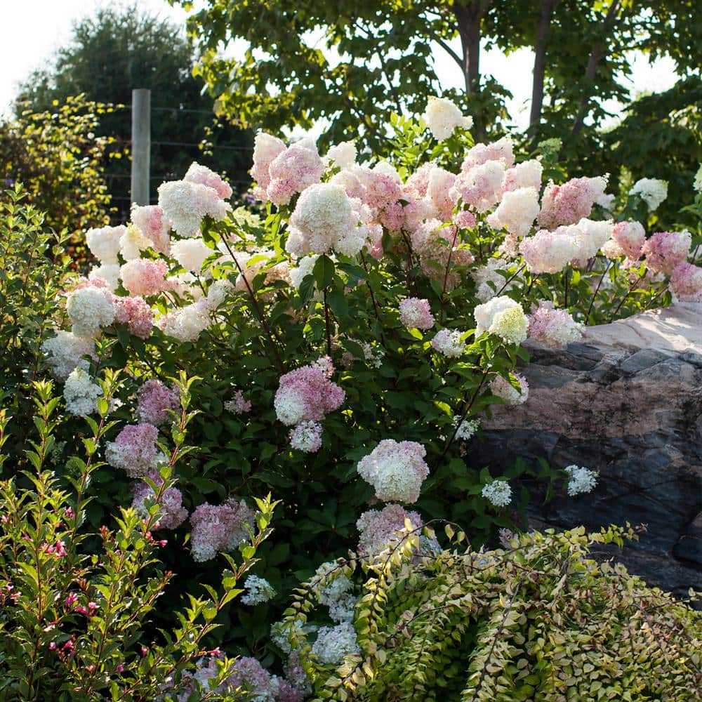 FIRST EDITIONS 3 Gal. Vanilla Strawberry Panicle Hydrangea Shrub with Pink Flowers 14530