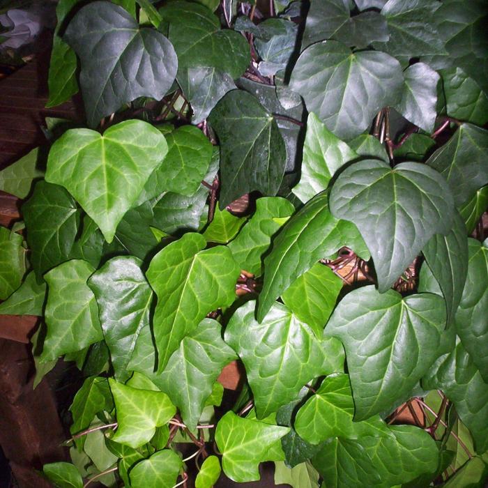 Classy Groundcovers - Algerian Ivy  {25 Pots - 3 1/2 inch Square}