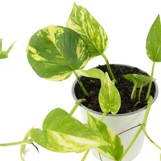 national PLANT NETWORK 4 In. Devil's Ivy 'Variegated' Pothos Plant in grower pot - 4 Piece HD7206