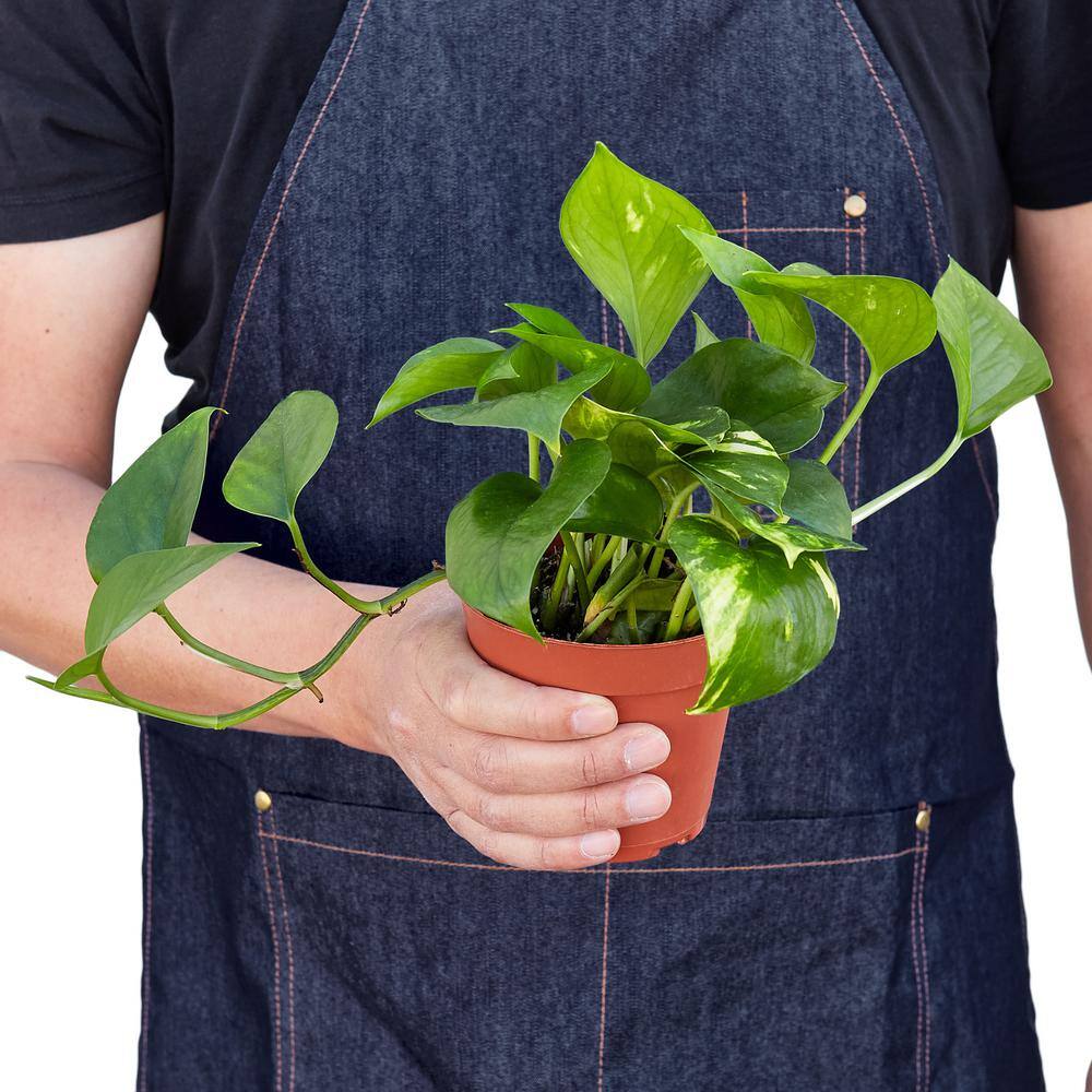 Pothos Golden Epipremnum Aureum Plant in 4 in. Grower Pot 4_POTHOS_GOLDEN