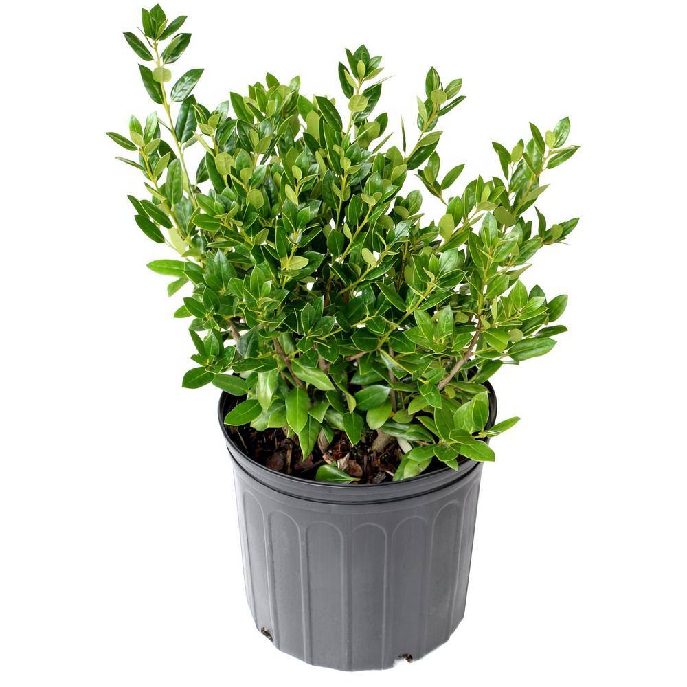 national PLANT NETWORK 2.25 Gal. Holly Needlepoint Shrub HD7148