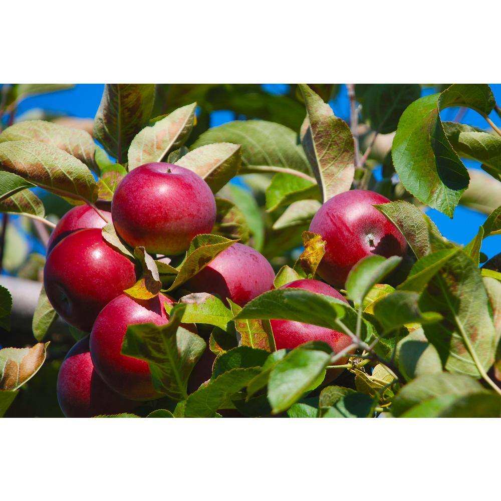 Apple Tree (Bare-Root 3 ft. to 4 ft. Tall 2-Years Old)