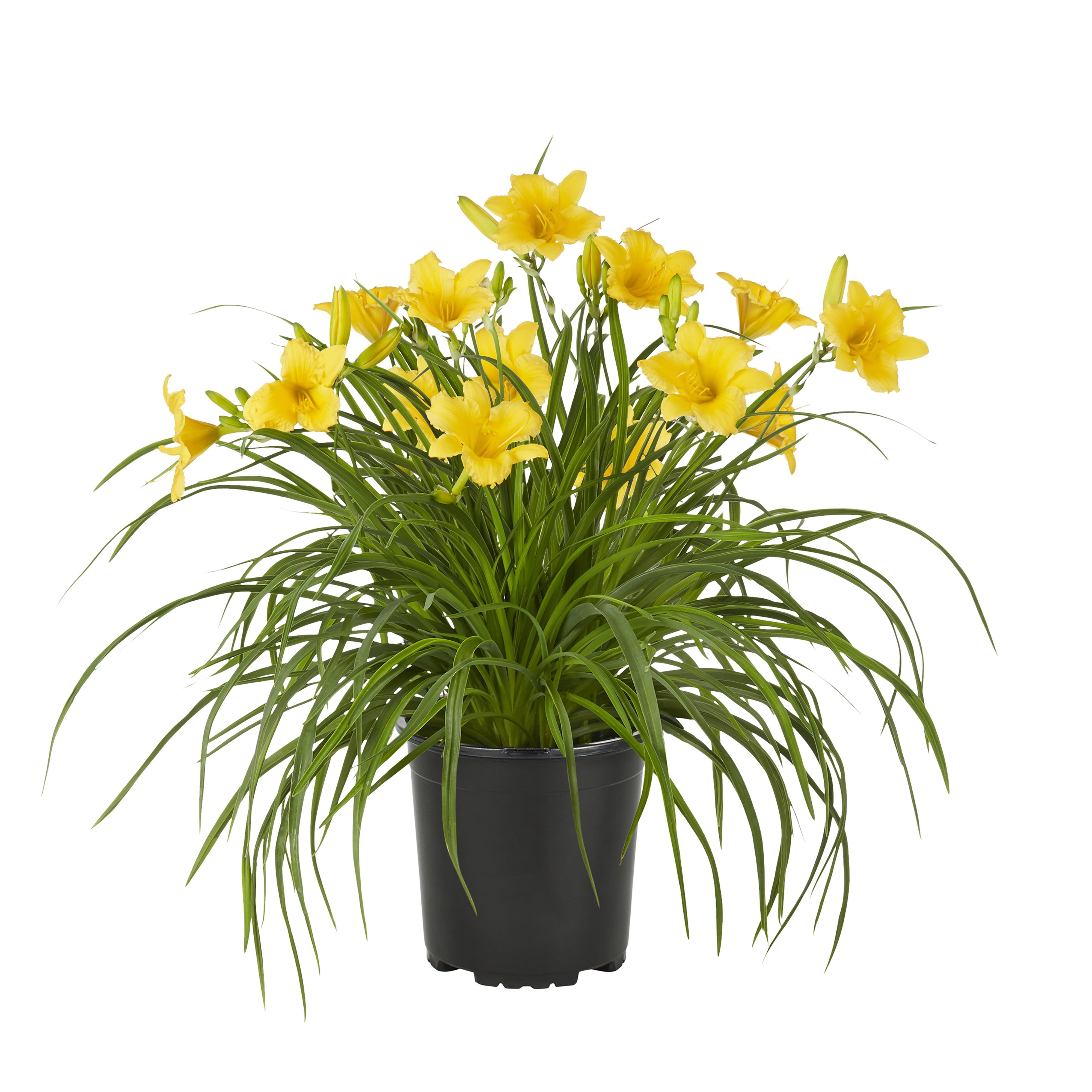 Expert Gardener 2.5QT Yellow Daylily Live Plant (3 Pack) with Grower Pots