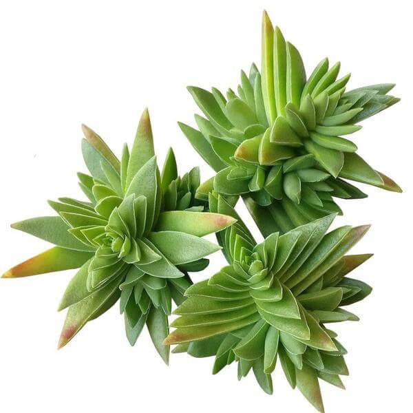 Healthy Succulent Crassula Red Pagoda Shark Tooth Plant - Fully Rooted in 2 inch size