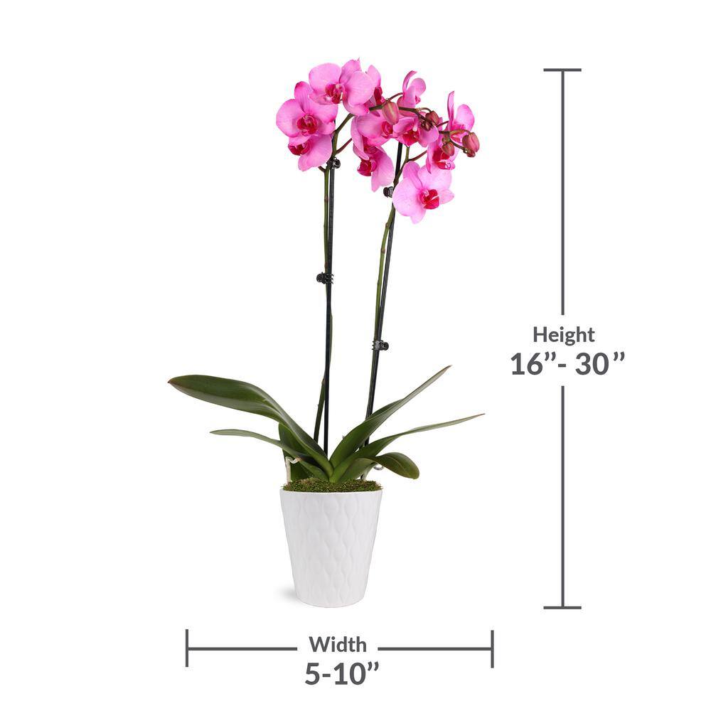 Just Add Ice Premium Orchid (Phalaenopsis) Pink Watercolor Plant in 5 in. White Ceramic Pottery J5065