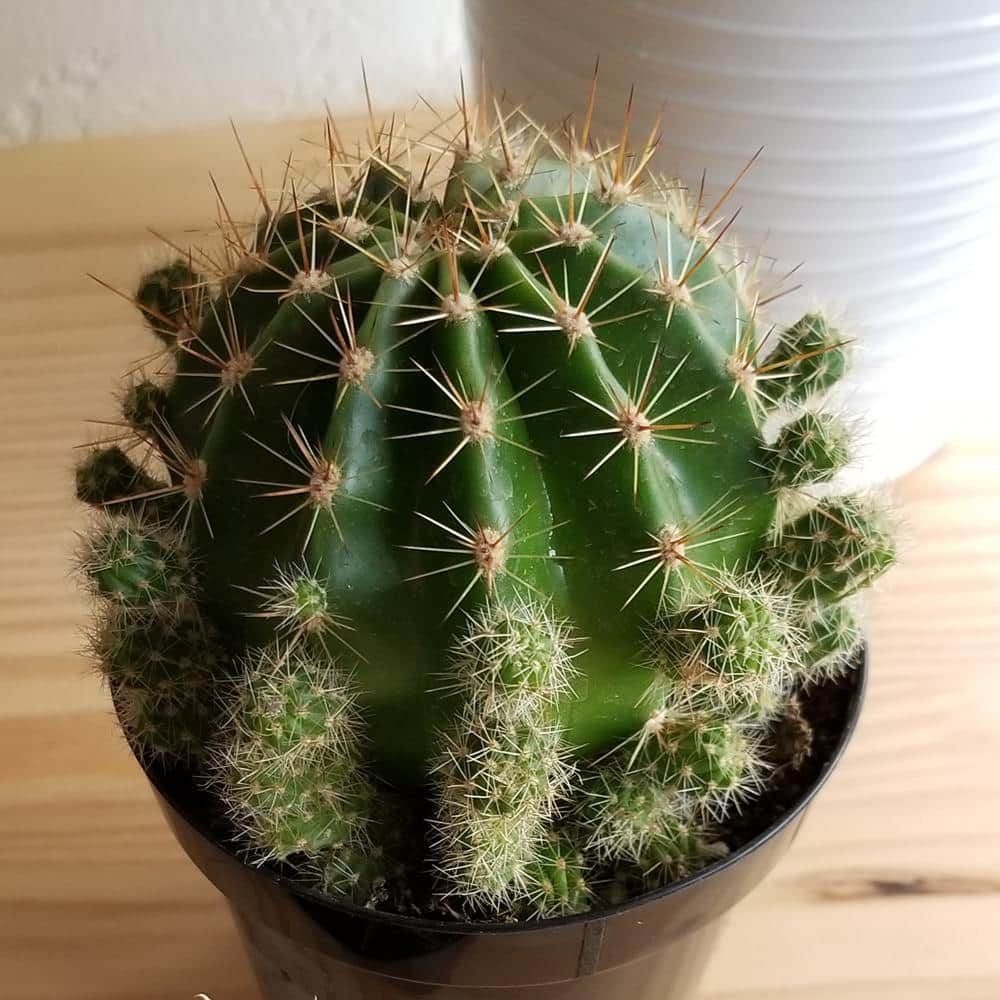 SMART PLANET 9 cm Assorted Cactus Plant Collection (3-Pack) 0882003