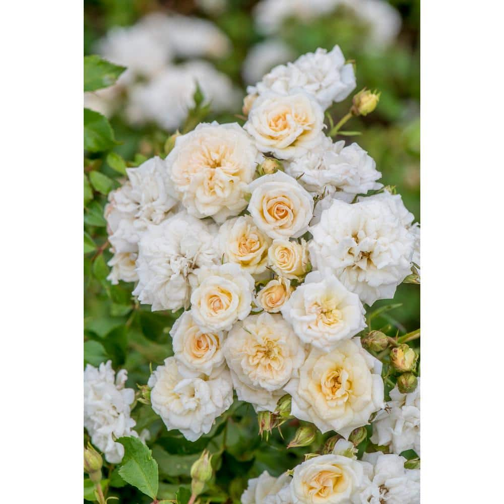 Drift 3 Gal. White Drift Rose Bush with White Flowers (2-Pack) THD00089