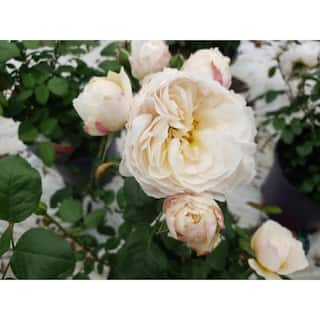 BELL NURSERY 3 Gal. Moonlight in Paris Rose with Cream Flowers (2-Pack) ROSA3MIP2PK