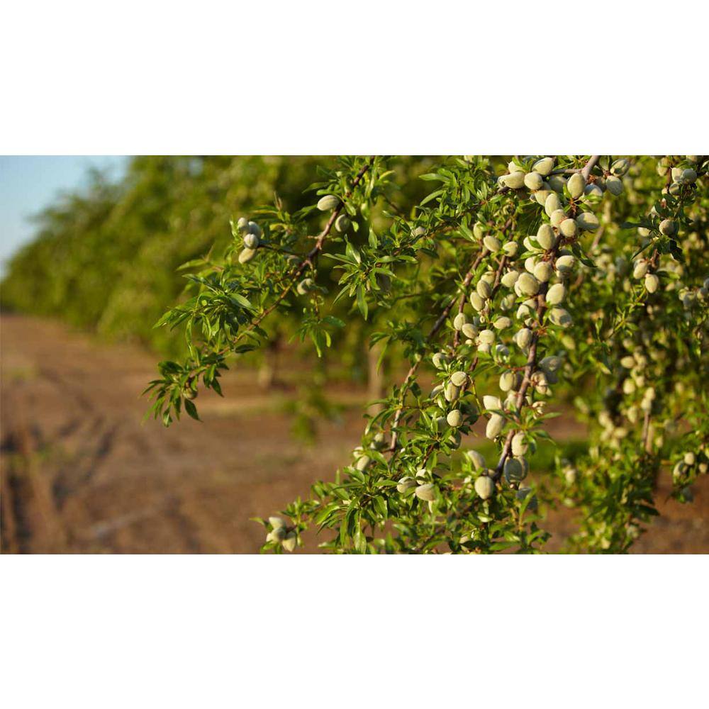 Online Orchards 3 ft. Texas Mission Almond Tree NTAL004