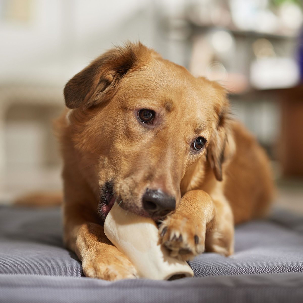 Bones and Chews Made in USA Peanut Butter Flavored Filled Bone Dog Treats