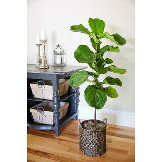 Brighter Blooms 3 Gal. Fiddle-Leaf Fig Tree FIG-FDL-23