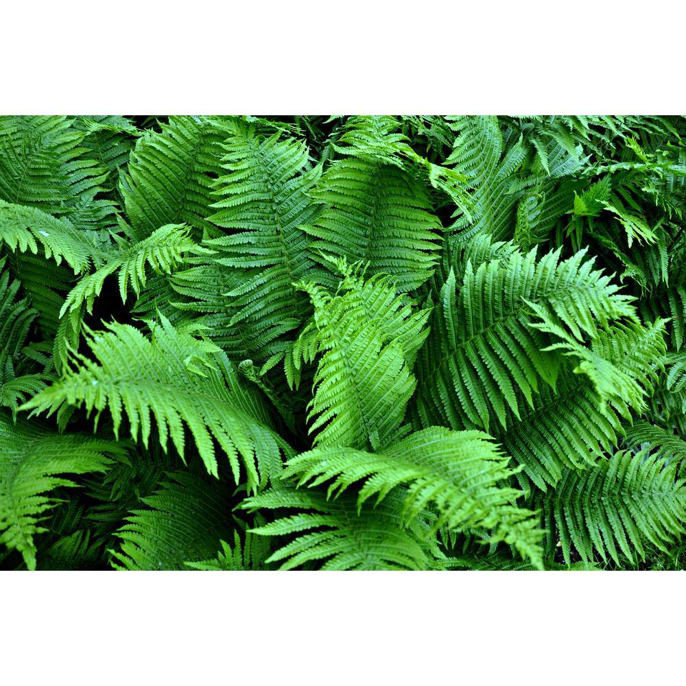 Online Orchards 1 Gal. Male Fern Shrub Excellent Lowgrowing and Shade Loving Perennial SBFR002