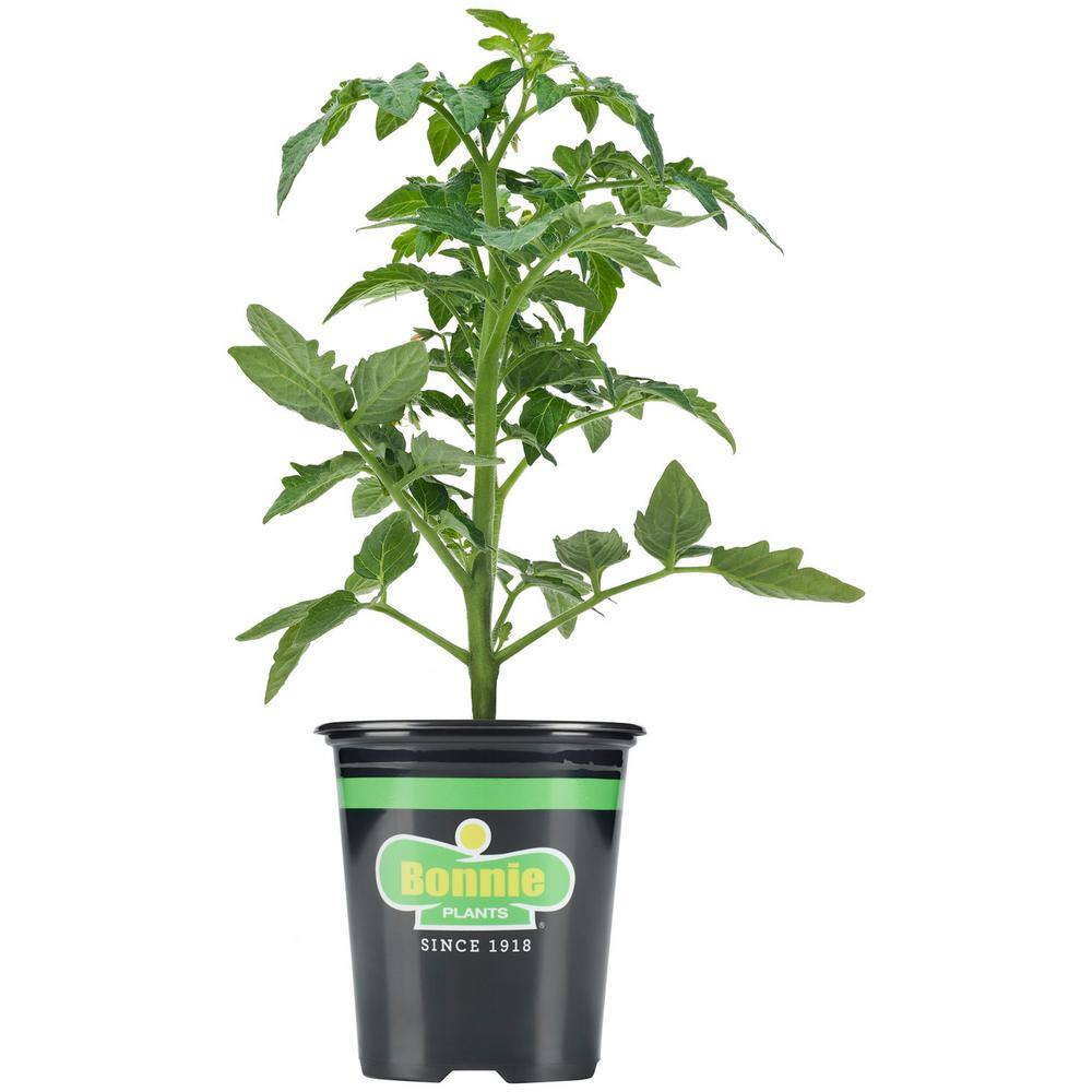 Bonnie Plants 19 oz. Big Boy Tomato Plant 1003800590