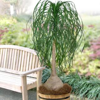 national PLANT NETWORK 5.5 in. Cottage Hill Ponytail Palm Plant in Pot HD1005