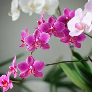 Perfect Plants 8 Qt. Organic Orchid Potting Mix - Coarse Blend for Phalaenopsis of All Varieties HDSoil005