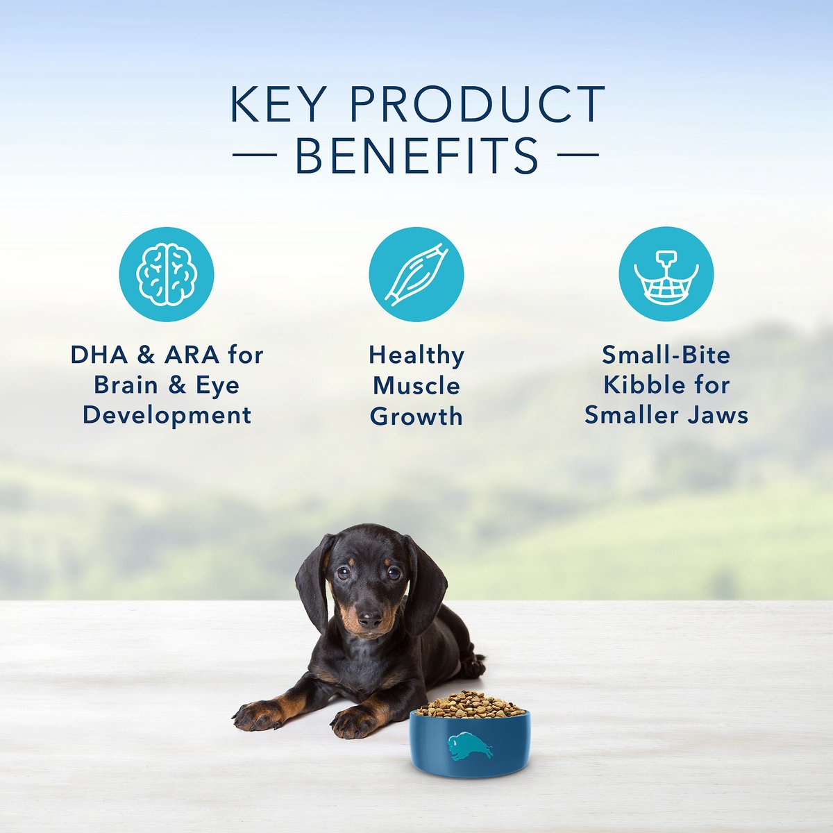 Blue Buffalo Life Protection Formula Small Breed Puppy Chicken and Oatmeal Recipe Dry Dog Food