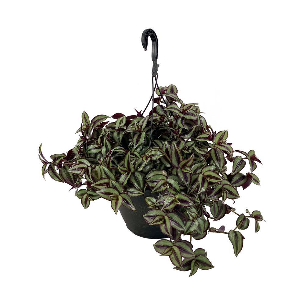 Vigoro 1.8 Gal. Tradescantia Plant in 11 in. Hanging Basket DC11HBWANJEW