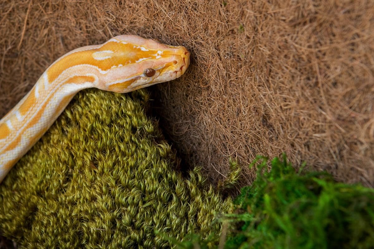 Galapagos Pillow Moss Reptile and Amphibian Terrarium Moss， Fresh Green