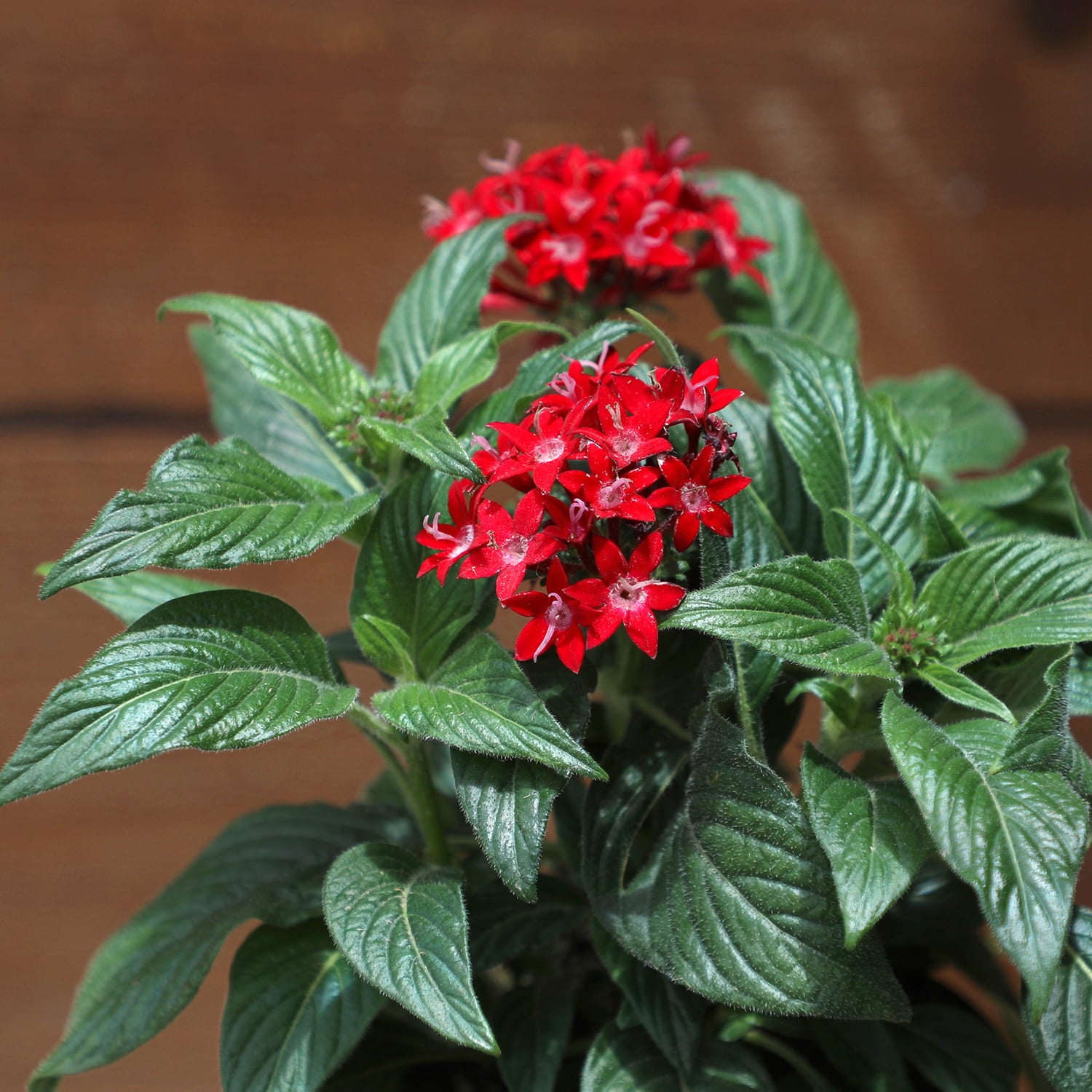 Altman Plants 4 in Pentas Red Plant Collection (4-Pack)