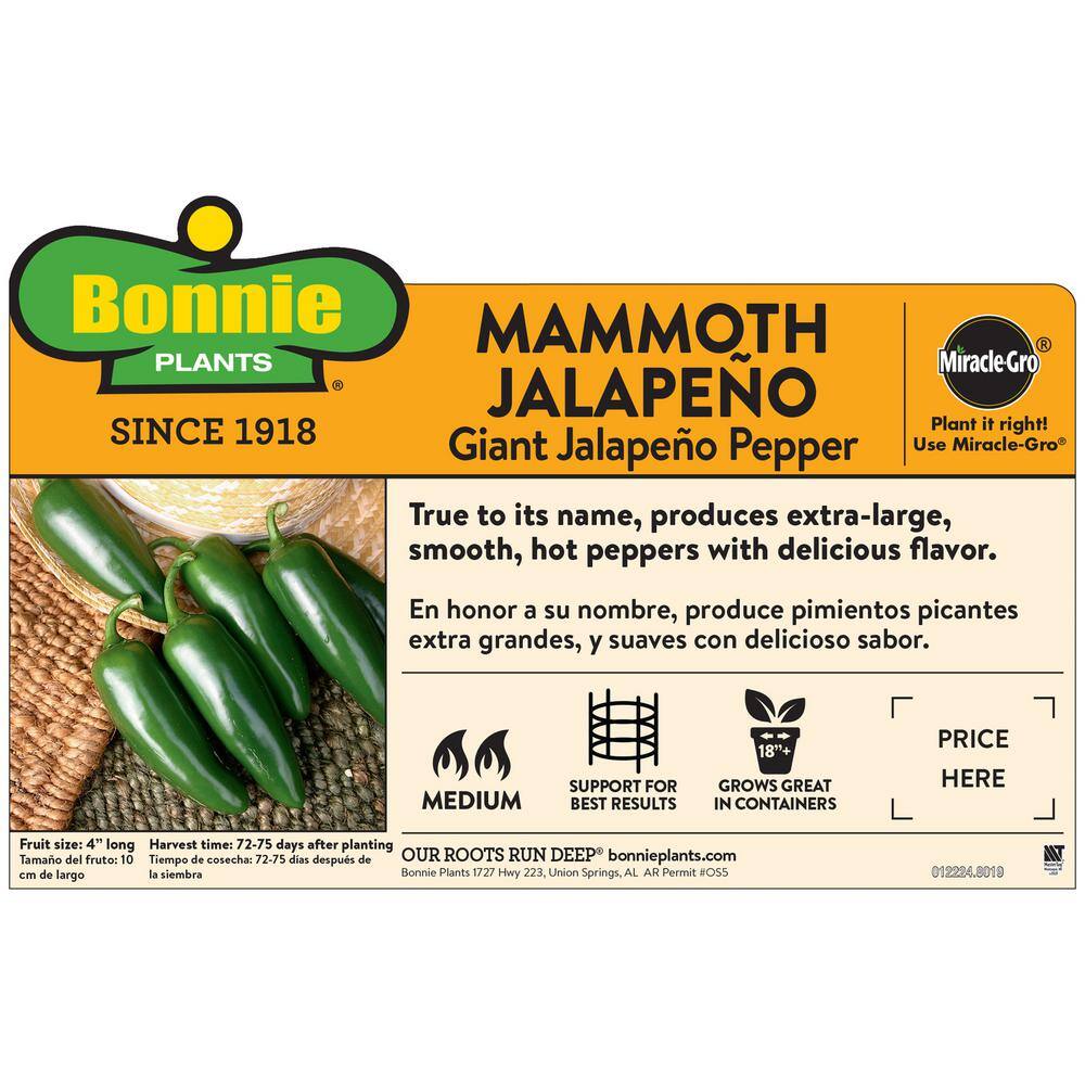 Bonnie Plants 19 oz. Mammoth Jalapeno Pepper Plant 2502